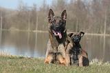 MALINOIS 1006